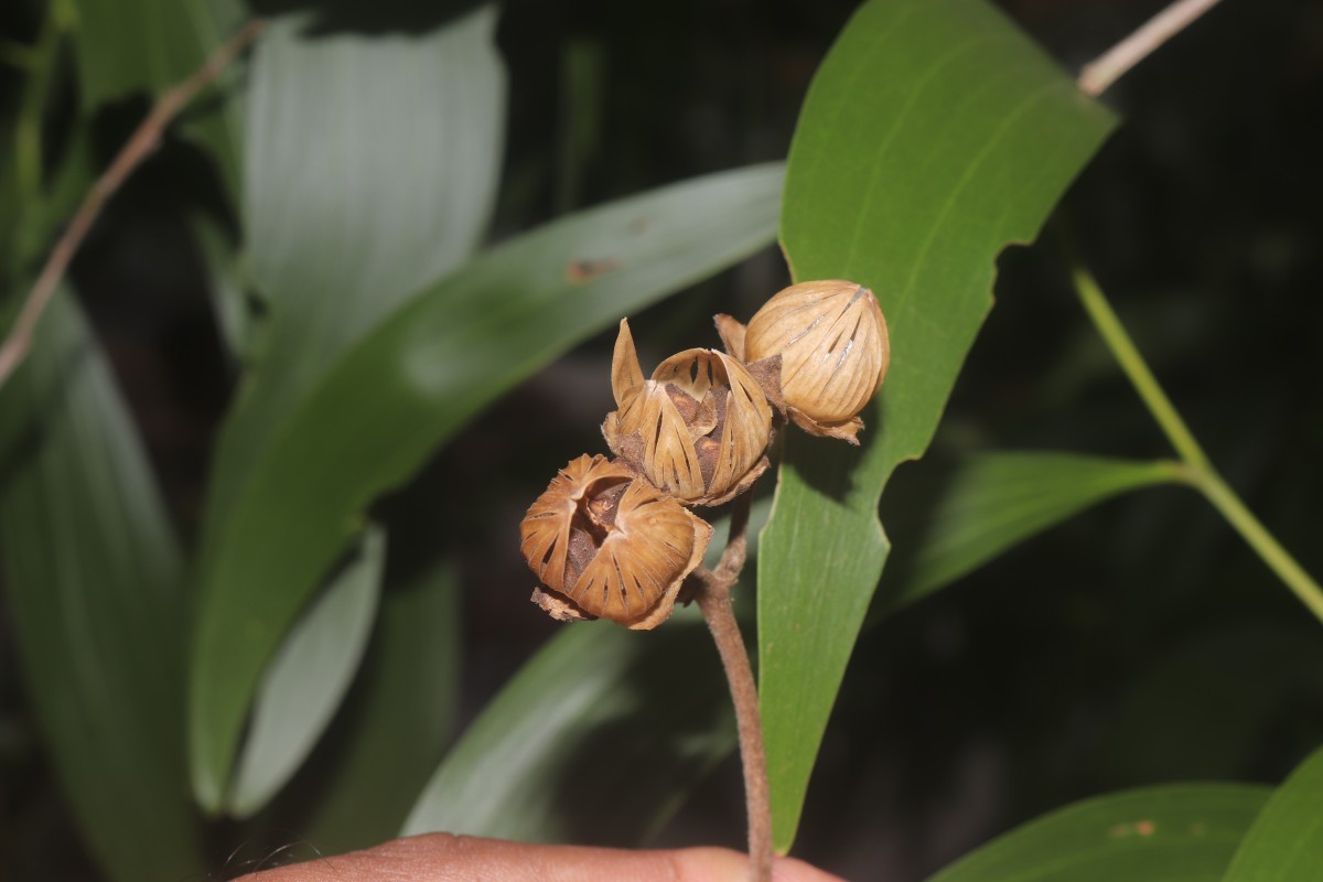 Bonamia semidigyna (Roxb.) Hallier f.